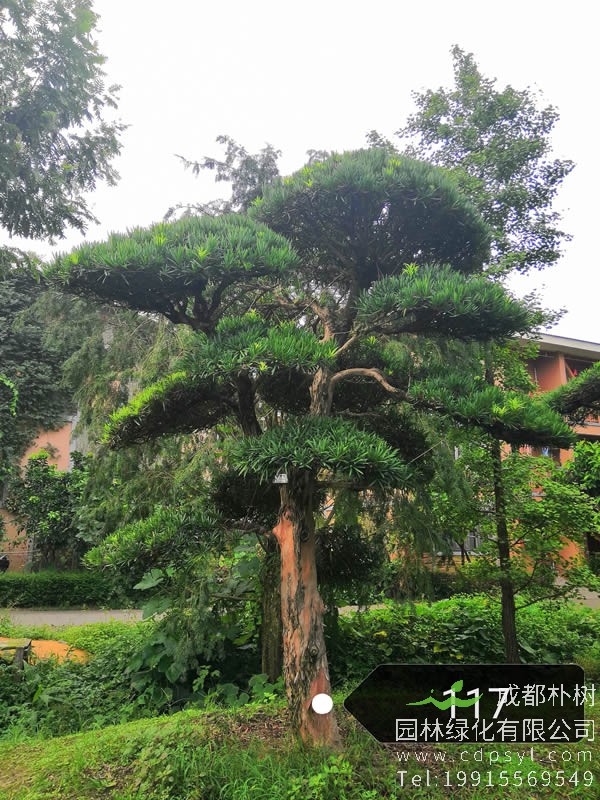 23公分朴树-高度3米-冠幅2.5米-价格优惠